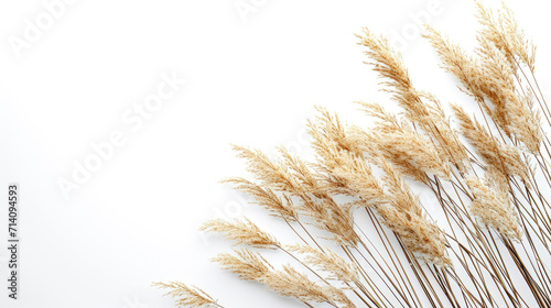 Pampas coming inside from lower cornner on white background