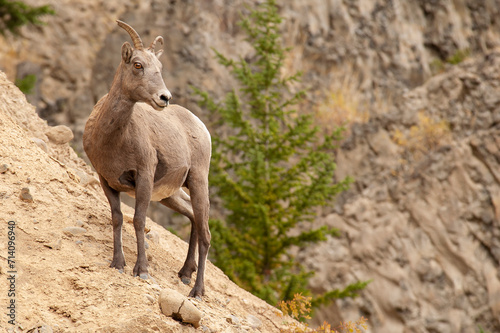 A rear view of a female bighorn sheep standing on a rocky cliff in Yellowstone National Park against a blurred background.