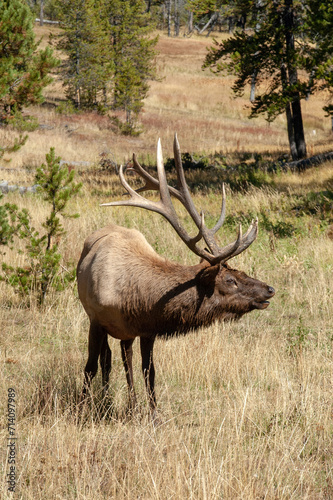 Wallpaper Mural A bull elk in mating posture bugles for a mate.  He was photographed in Yellowstone National Park in September.  Torontodigital.ca