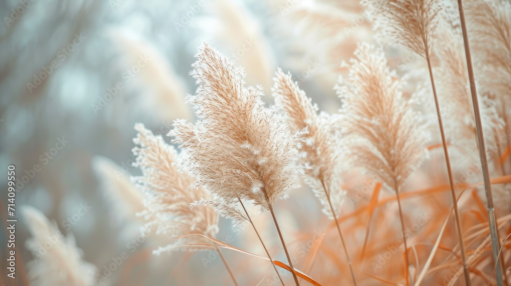 Pampas grass with background of dry reeds and wintertime fluffy long grass stems