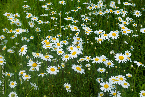 Field with daisies