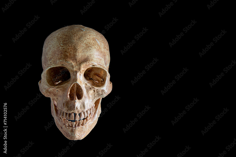 Obraz premium Black background with a spooky human skull, isolated and set against the darkness, embodying the themes of Halloween, death, and anatomy in a bone-chilling display