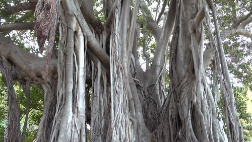 Palermo, Sicily, Italy The large Ficus Macrophylla tree growing in the city's Giardino Garibaldi is the oldest tree in Italy.  photo