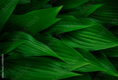 Green leaves, details textured floral background