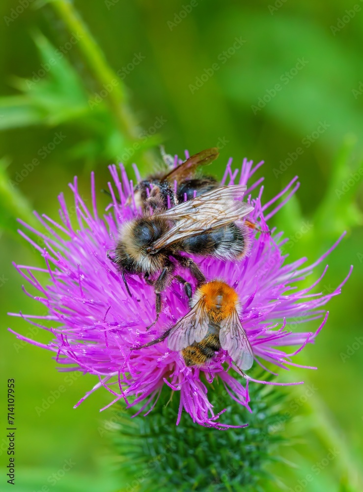 three fifferent bees, Apis mellifera, in close-up, which belongs to the true bees, collects pollen from a beautiful pink thistle three fifferent bees, Apis mellifera, in close-up, which belongs to the true bees, collects pollen from a beautiful pink thistle