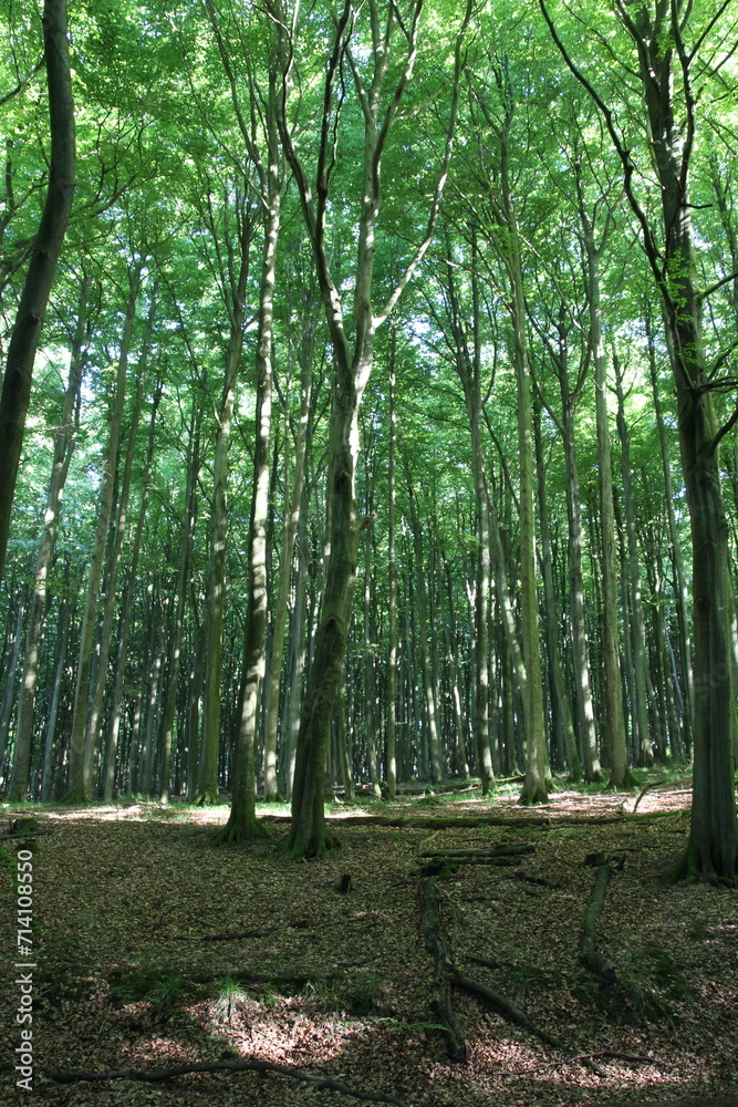 Fototapeta premium A dense, majestic forest clothed in a tapestry of towering trees that reach towards the sky.