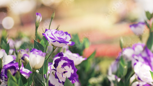 Vibrant spring garden with colorful blooming Lisianthus or prairie gentian Eustoma flowers in nature's beauty, beautiful flower nature background for springtime. photo