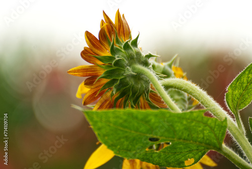 Close up of a sunflower in summer