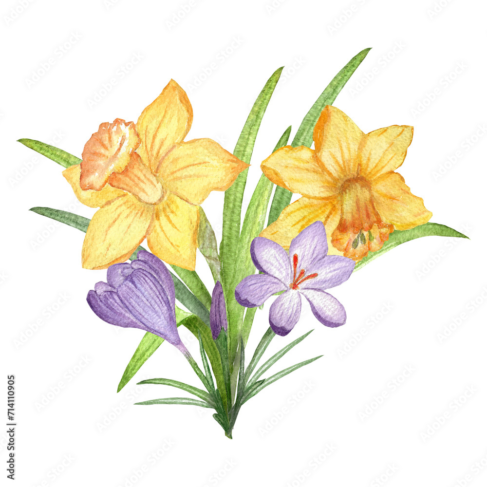  Bouquet of spring flowers daffodils and crocuses isolated on white background. Watercolor hand drawing botanical illustration. Art for design