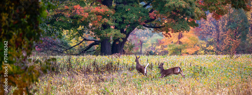 Two white-tailed deer bucks (odocoileus virginianus) running in a soybean field