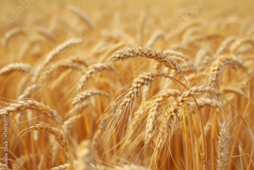 A Field of Golden Wheat  Rice Swaying Gently in the Breeze