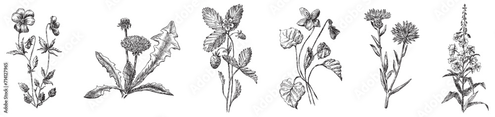 Hand drawing of collection different wildflowers pansy, violet, dandelion, strawberry, cornflower, fireweed isolated on white vector illustration Hand drawing of collection different wildflowers pansy, violet, dandelion, strawberry, cornflower, fireweed isolated on white vector illustration