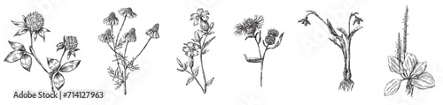 Hand drawing of collection different wildflowers plantain, snowdrop, clove, chamomile, cornflower, clover isolated on white vector illustration