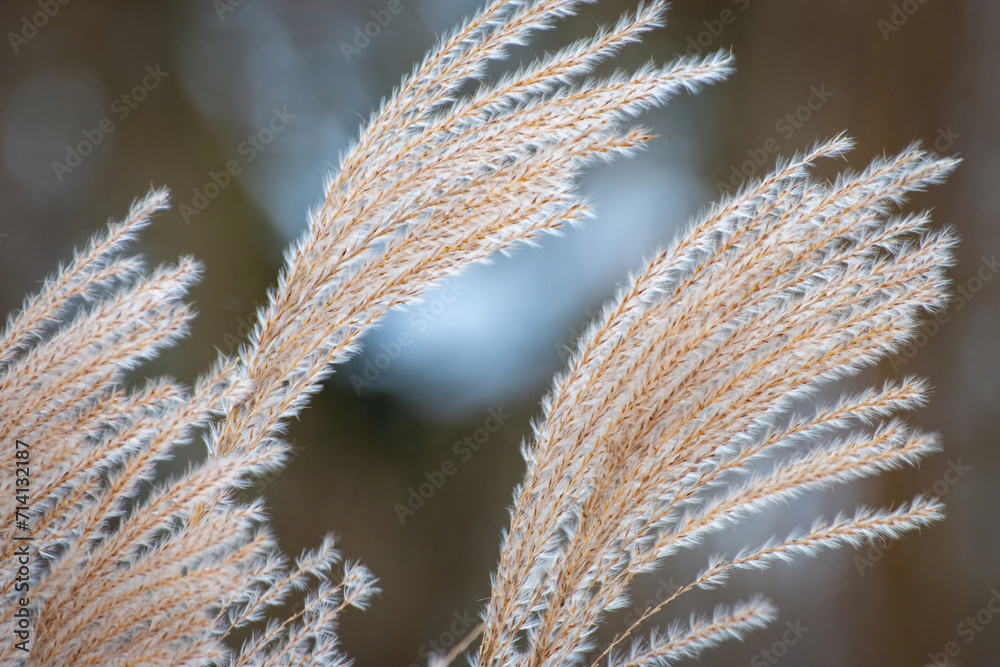 Trawy pokryte szronem zimą w parku - obrazy, fototapety, plakaty 