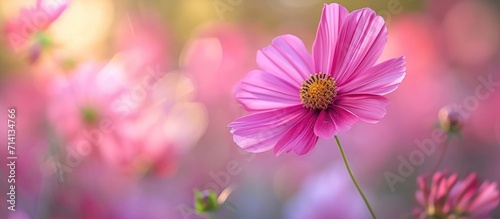 Observe the captivating beauty of the cosmos flower in nature's embrace. photo