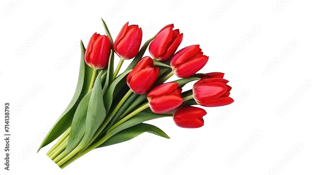Colorful tulip flowers isolated on transparent Colorful tulip flowers isolated on transparent