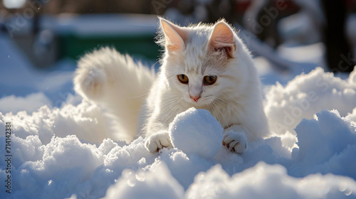 White cat in snow. © ikkilostd