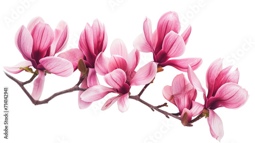 Magnolia branch with pink flowers on a transparent background
