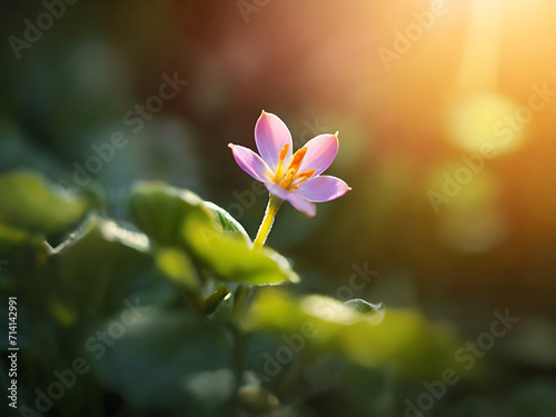 a unique tiny flower blooms under the morning sunlight generative ai 
