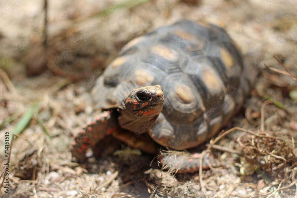 Cute small baby Red-foot Tortoise in the nature,The red-footed tortoise (Chelonoidis carbonarius) is a species of tortoise from northern South America Cute small baby Red-foot Tortoise in the nature,The red-footed tortoise (Chelonoidis carbonarius) is a species of tortoise from northern South America