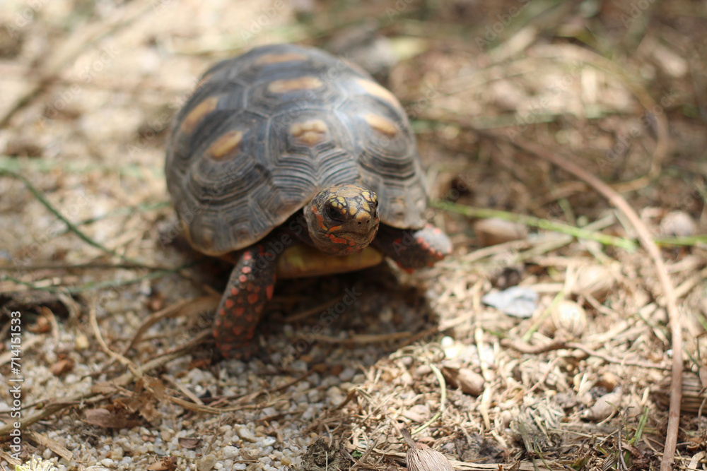 Cute small baby Red-foot Tortoise in the nature,The red-footed tortoise (Chelonoidis carbonarius) is a species of tortoise from northern South America Cute small baby Red-foot Tortoise in the nature,The red-footed tortoise (Chelonoidis carbonarius) is a species of tortoise from northern South America