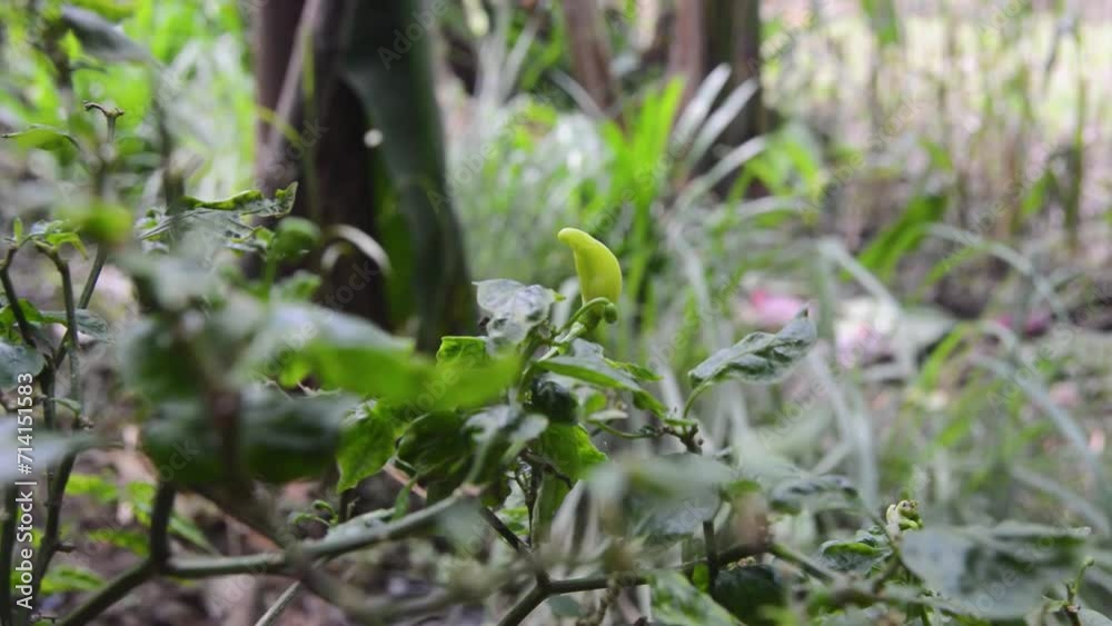 Chilli plants blown by the wind. Local Indonesian Chili Plants Are Widely Planted in Residents' Gardens. Chilli plants blown by the wind. Local Indonesian Chili Plants Are Widely Planted in Residents' Gardens.