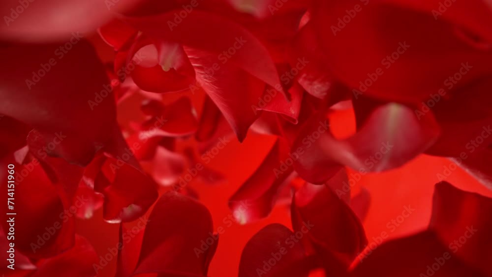 Super slow motion of flying and rotating rose petals on red gradient background. Filmed on high speed cinema camera, 1000 fps. Super slow motion of flying and rotating rose petals on red gradient background. Filmed on high speed cinema camera, 1000 fps.