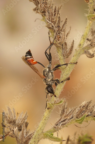 Vertical closeup on a Mediterranean Prionyx kirbii wasp, resting on a plant , Sphecidae, Hymenoptera photo