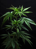 Kontrastreiche Natur: Cannabis-Pflanze vor schwarzem Hintergrund