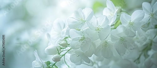 Close-up of white Antigonon leptopus flowers  nature wallpaper