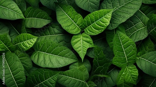 An overhead perspective captures a green leaf pattern background.