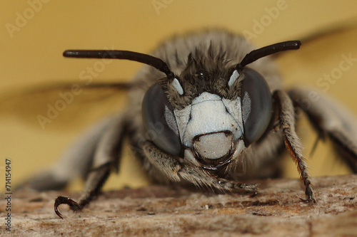 Frontal facial closeup on a cute White-cheeked banded digger bee, Amegilla albigena , Gard, France photo