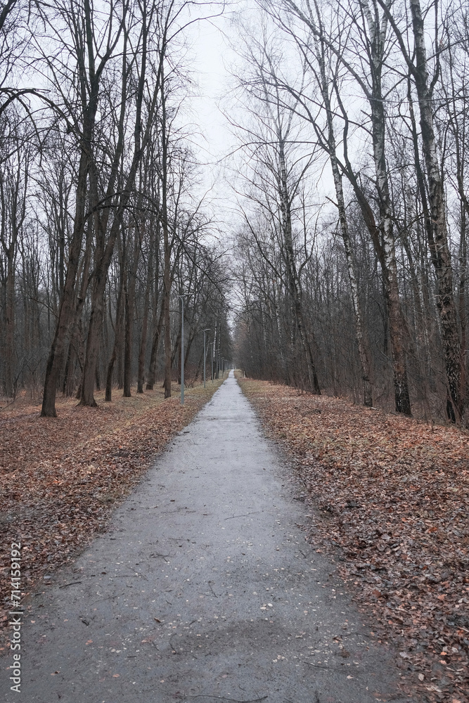 Fototapeta premium road going into the distance in an autumn park in rainy weather with a lot of fallen leaves