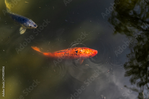 goldfish in a pond © Jessica