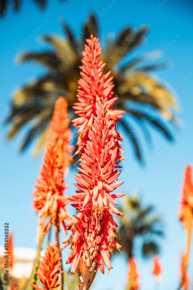 Aloe Plante | Fleur Rouge | Coted d'Azur France Aloe Plante | Fleur Rouge | Coted d'Azur France