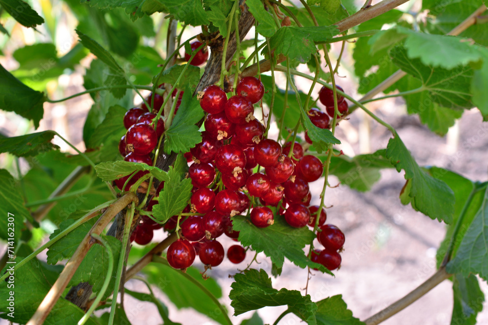 cluster of red currant hanging on the bush close up cluster of red currant hanging on the bush close up