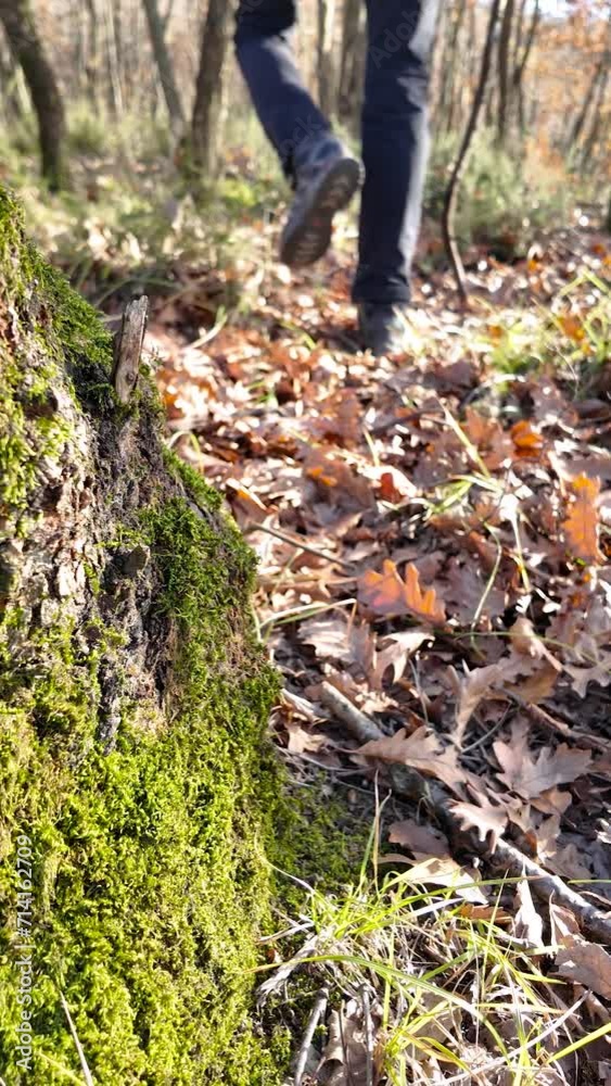 Camper hikes on autumn leaves in the forest. The camera focused on a moss-covered log. Camper hikes on autumn leaves in the forest. The camera focused on a moss-covered log.