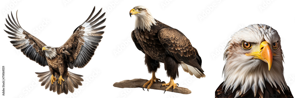Set of eagles isolated on transparent or white background Set of eagles isolated on transparent or white background