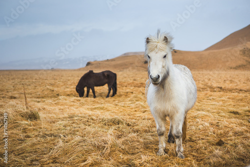 Fototapeta Naklejka Na Ścianę i Meble -  Portrait of Icelandic horses, Iceland