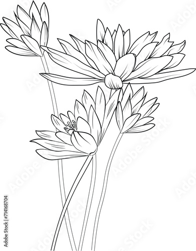 water lily vector art, illustration water lily vector, outline water lily drawing, tattoo outline water lily drawing, Japanese water lily tattoo design, July birth flower water lily tattoo