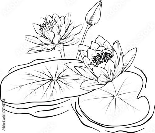 Nymphaea water lily drawings, outline water lily drawing, outline water lily flower drawing, black and white water lily drawing, sketch water lily drawing, hand drawn sketch water lily drawing