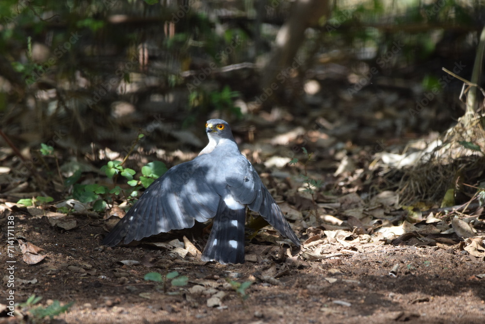 Fototapeta premium Little sparrow hawk caught a weaver