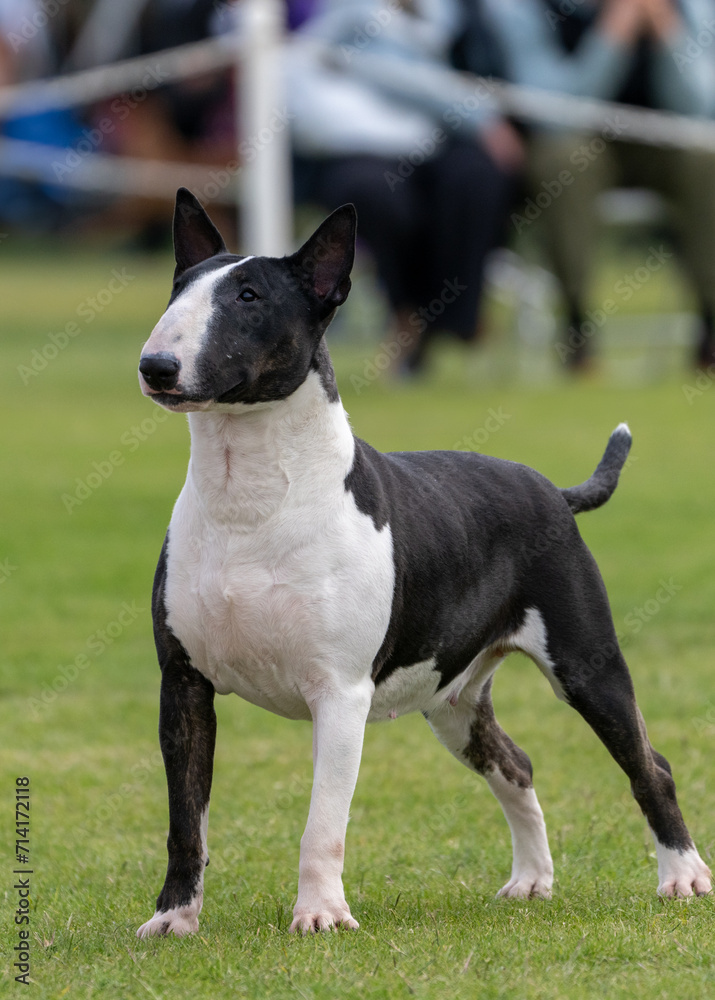 Bull terrier stading strong and posing on the grass