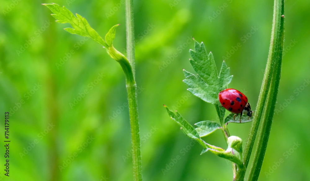 Close-up of a tiny red ladybug crawling on a green plant that is growing in a field on a warm summer day in August with a blurred background. Close-up of a tiny red ladybug crawling on a green plant that is growing in a field on a warm summer day in August with a blurred background.
