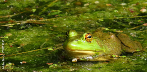Close-up of a frog resting on water plants that are growing in a marsh on a warm summer day in August. © Jennifer Seeman