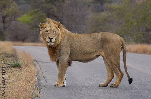 Canvas Print Lion