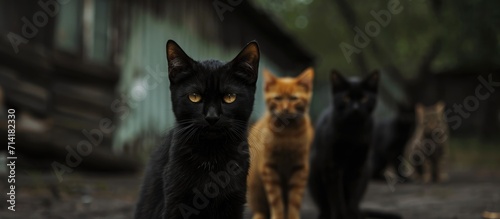 Cats of a dark color close to where they live. © 2rogan