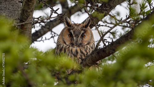 Long-eared Owl on the tree