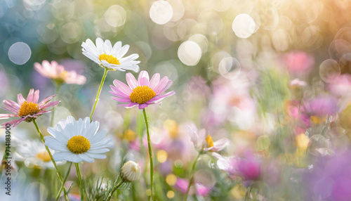 Colorful daisies flower on meadow, pastel light morning light.