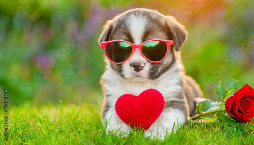 Puppy in sunglasses holding heart in paws sitting on the grass with red rose near him. © Karo
